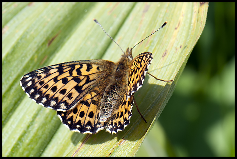 Boloria sp. da identificare - Boloria (Clossiana) titania